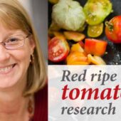 Gloria Muday, tomato research