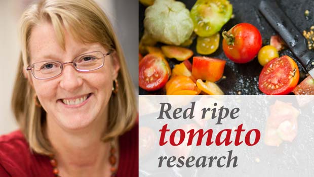 Gloria Muday, tomato research