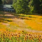 Meadow in front of Reynolda House