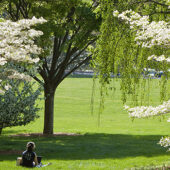 Trees on Davis Field