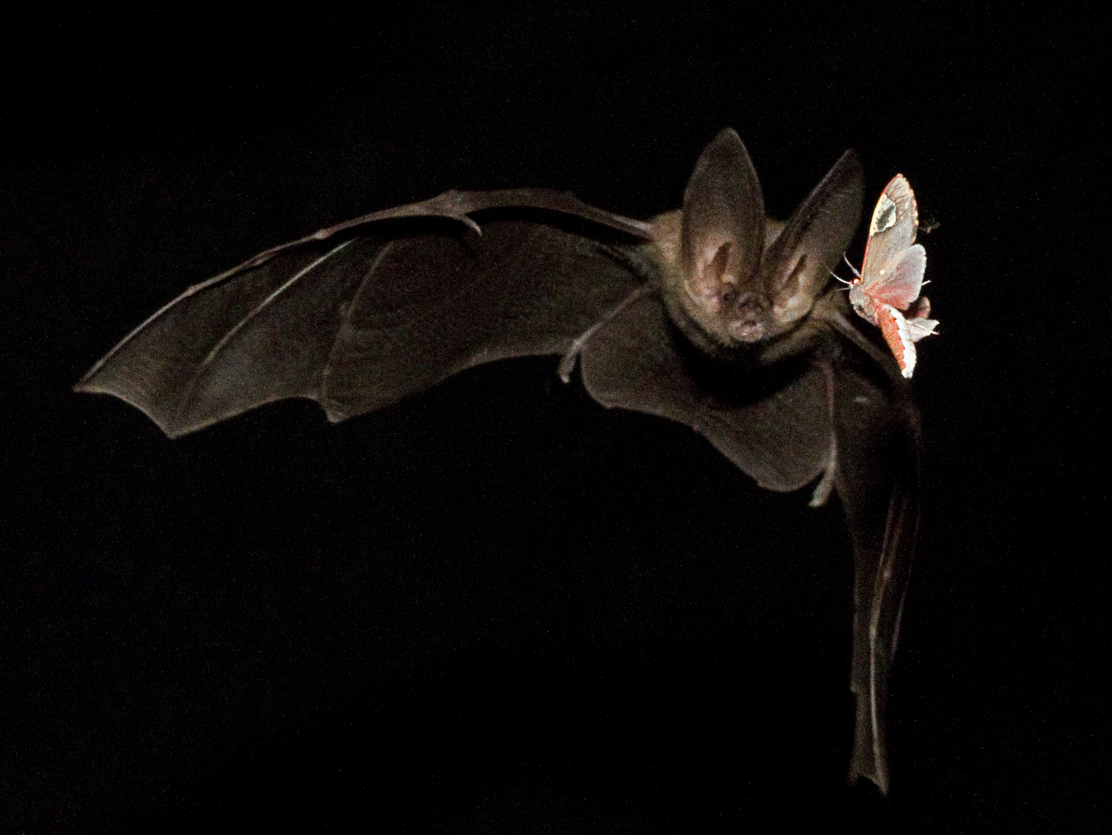 ‘Bat whisperer’ featured on National Geographic Channel | Wake Forest News