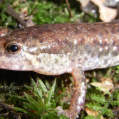 Northern Dusky Salamander