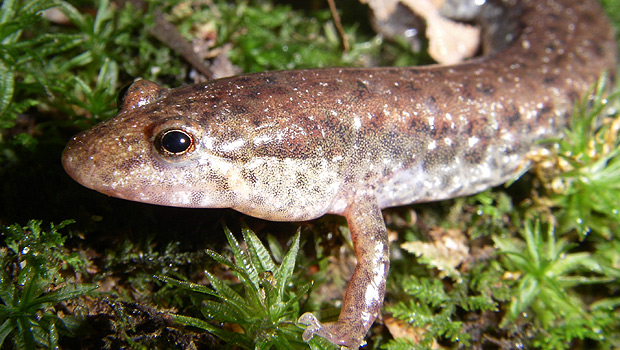 Northern Dusky Salamander