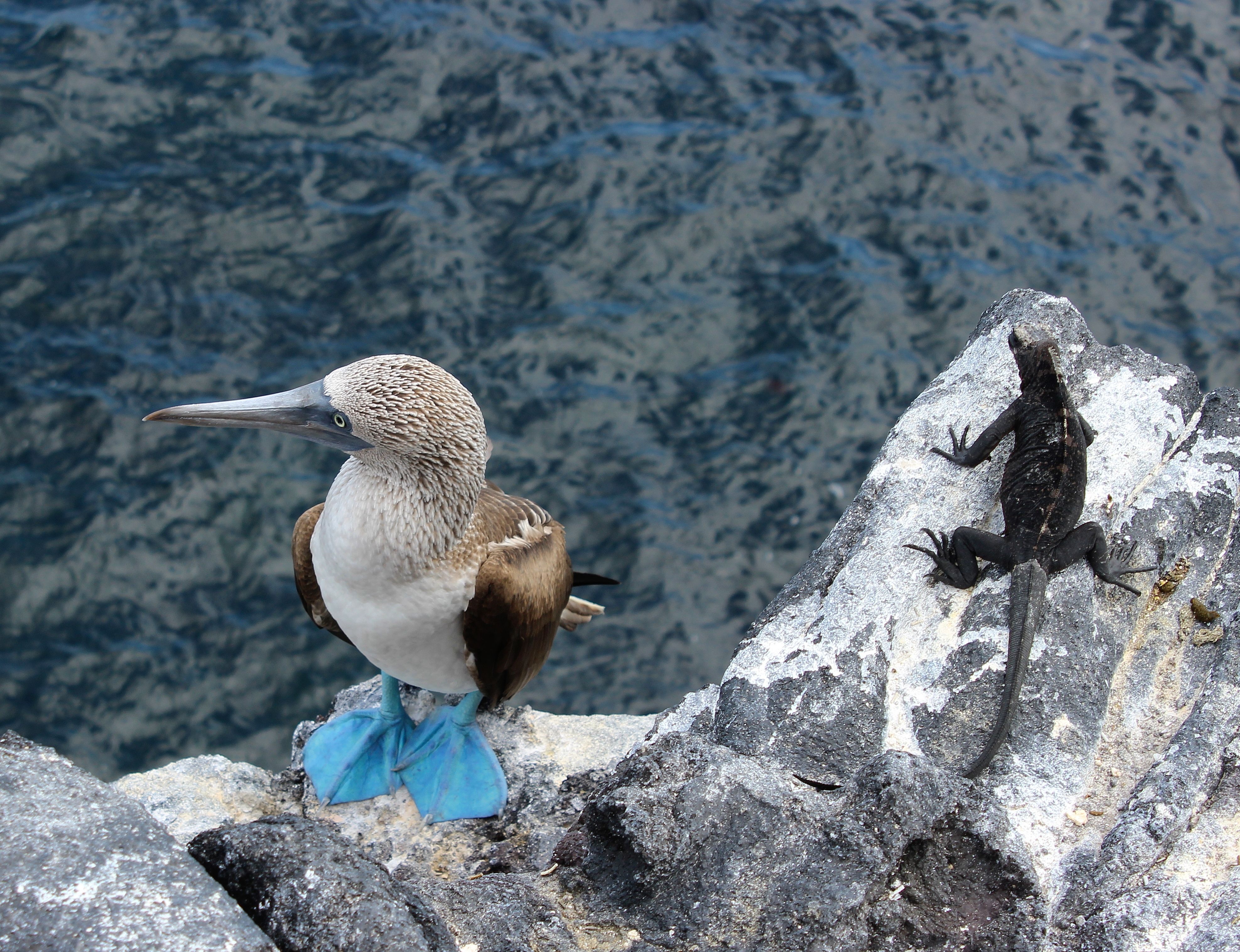 Blue-footed boobies\u0026#39; survival threatened | Wake Forest News