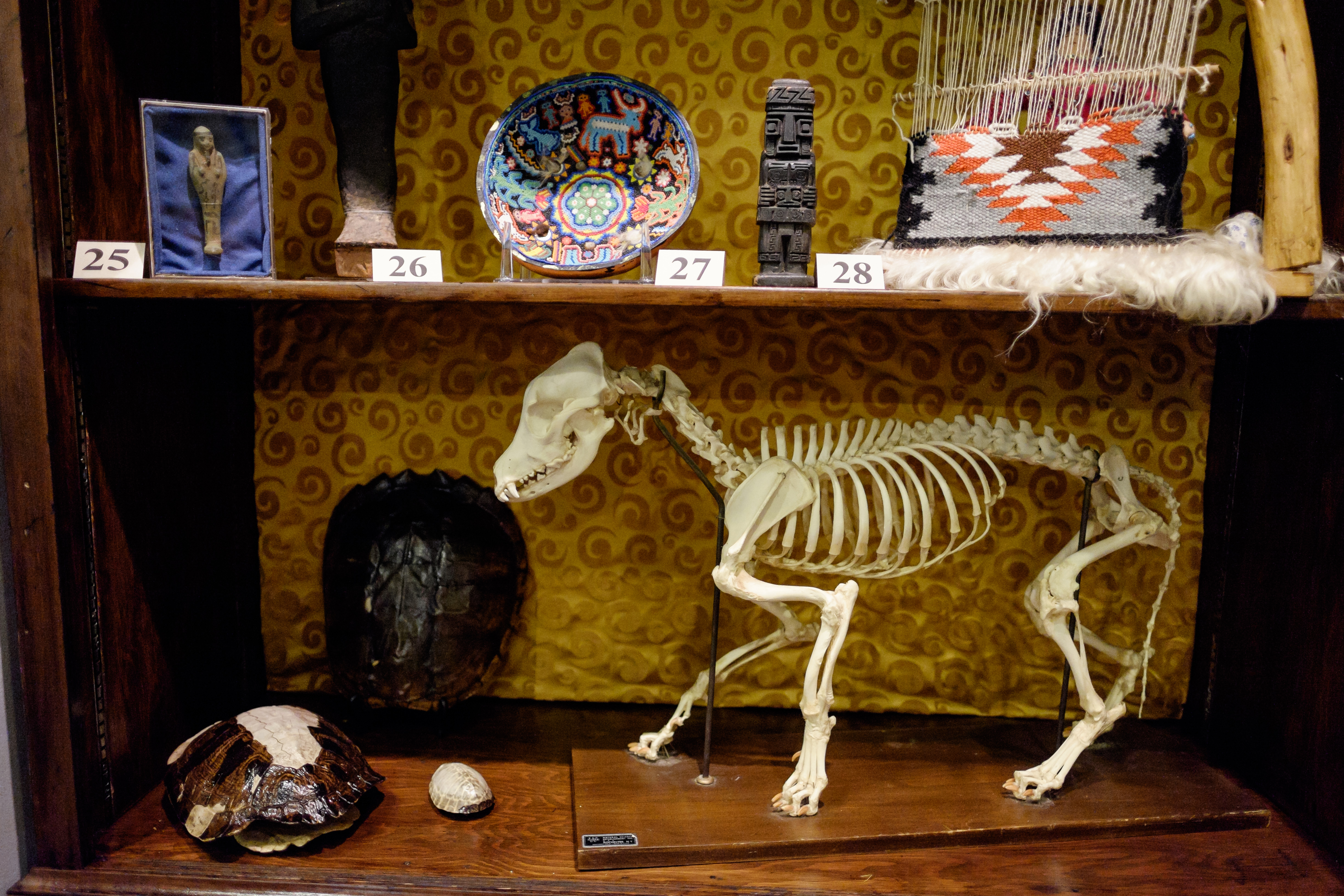 Cabinet of Curiosities | Wake Forest News