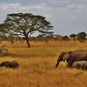 Elephants