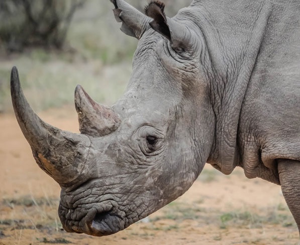 Synthetic horns may save rhinos if they are not like the real thing