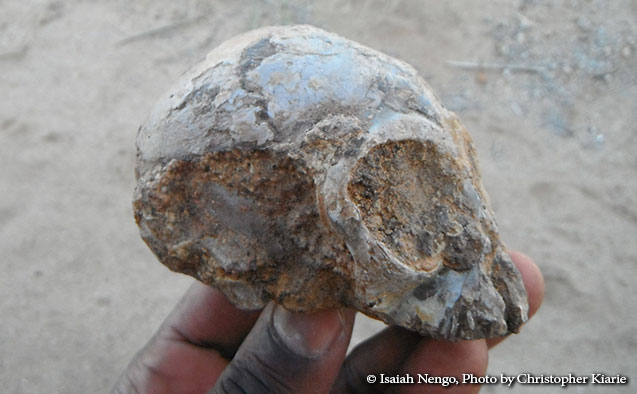 Alesi after attached sandstone rock was partially removed at the Turkana Basin Insitute, near Lodwar, Kenya.