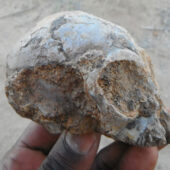 Alesi after attached sandstone rock was partially removed at the Turkana Basin Insitute, near Lodwar, Kenya.