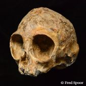 Alesi, the skull of the new extinct ape species Nyanzapithecus alesi