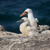 Nazca boobies