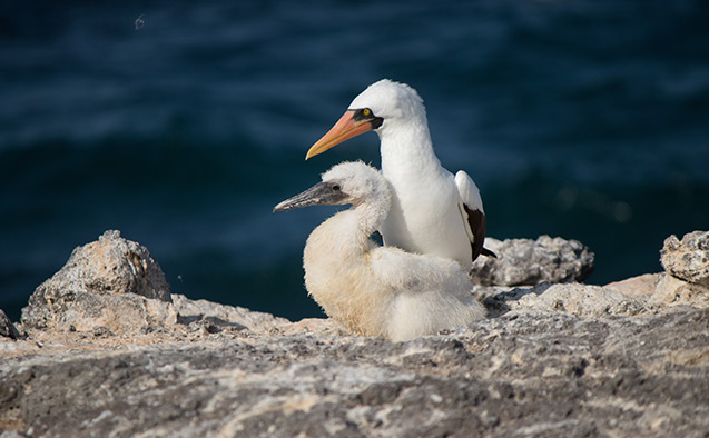 Nazca boobies