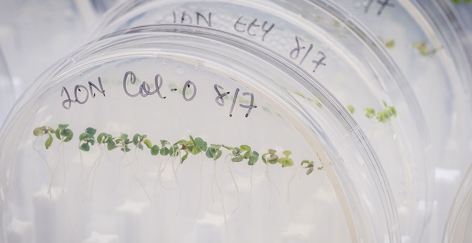 Arabidopsis seedlings in Gloria Muday's lab.