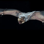 Hoary Bat