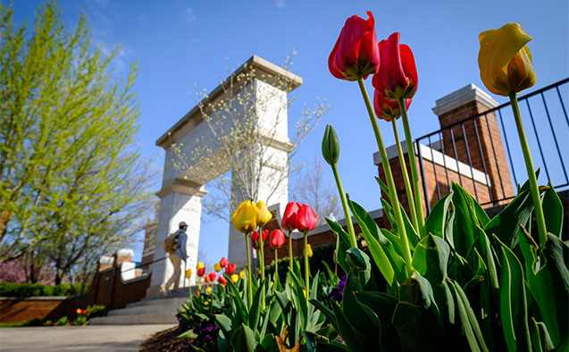 Tulips bloom in front of the stone arch at the entrance to Hearn Plaza Thursday, April 12, 2018.