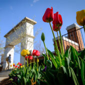 Tulips bloom in front of the stone arch at the entrance to Hearn Plaza Thursday, April 12, 2018.