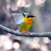 Bearded manakin pre-flight