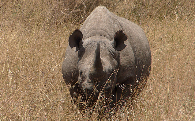 Black rhino