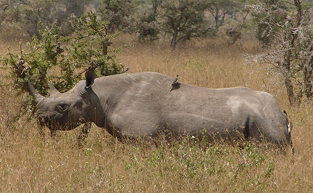 African fires wipe out endangered rhino’s favorite foods | Wake Forest News