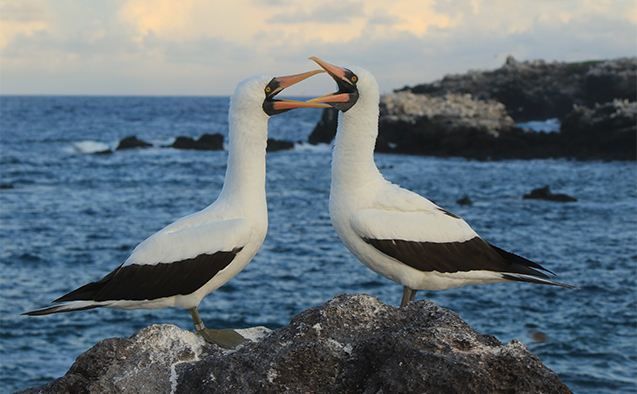 Nazca boobies at the Punta Cevallos colony in the Galápagos Islands.