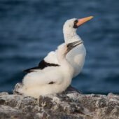 Nazca Booby