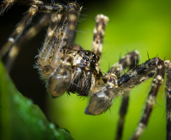 Hold the mustard: What makes spiders fussy eaters? | Wake Forest News