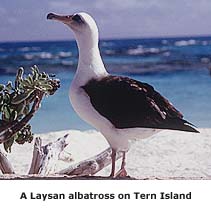 Laysan albatross on Tern Island, Hawaii