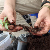 picture of the Early successional species (Guazuma crinita Mart) before transplant, as received by the tree nursery.