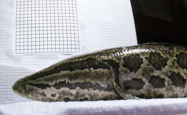 Northern Snakehead