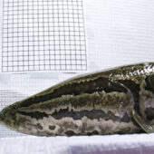 Northern Snakehead