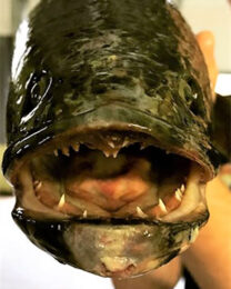 Poor water conditions drive invasive snakeheads onto land | Wake Forest ...