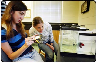 Lyndsay Zotian '05, on the left with the handheld computer, and Elizabeth Reynolds '03, working on an animal behavior experiment with betta fish in a lab room in Winston Hall.