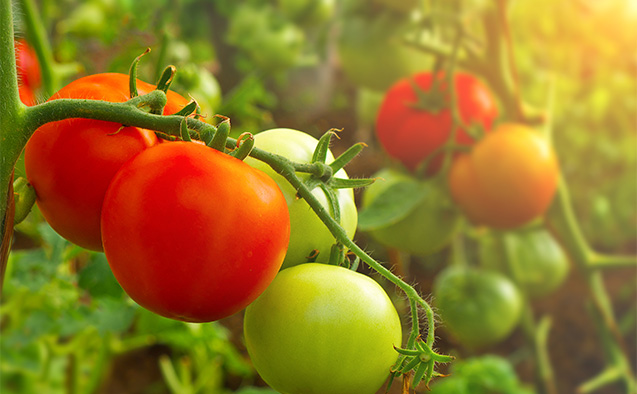 Stock image of tomatoes