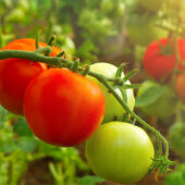 Stock image of tomatoes