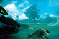 "Fish Tank, Hagi, Japan," 1980, Chromogenic print