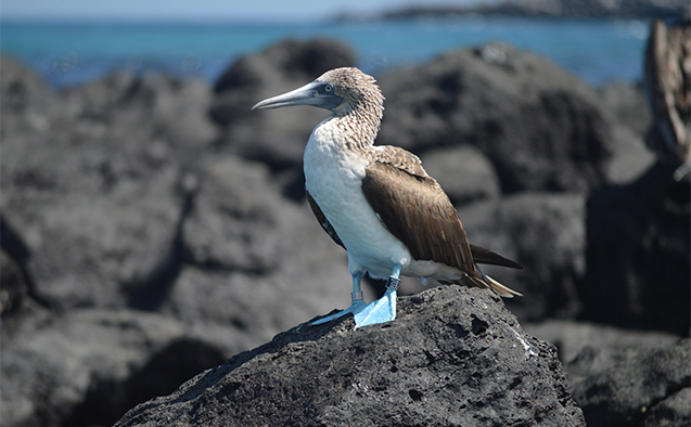 blue footed booby