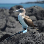 blue-footed booby