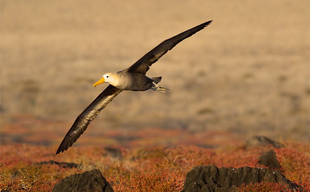 Albatross photo