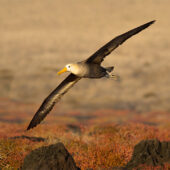 Albatross photo