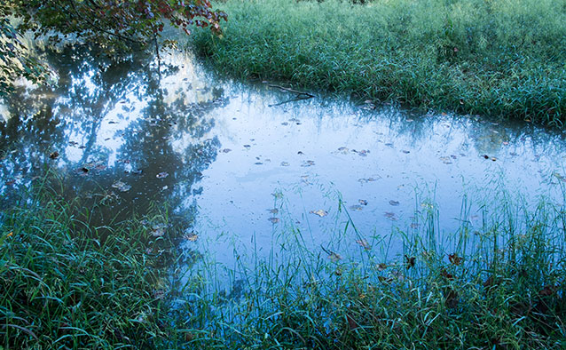 water garden