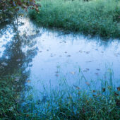 water garden