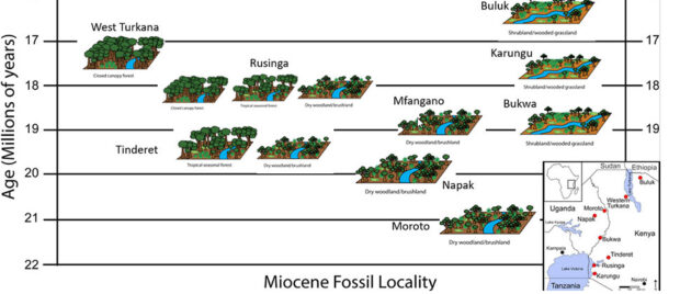 Early Miocene chart