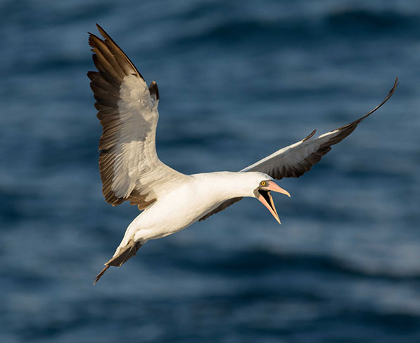 New study takes a high-level look at Nazca boobies’ breeding