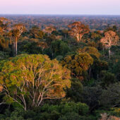 trees in Peru