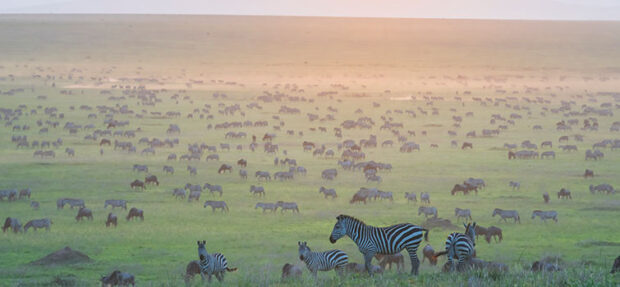 Wildebeest and zebras grazing together in the Serengeti.