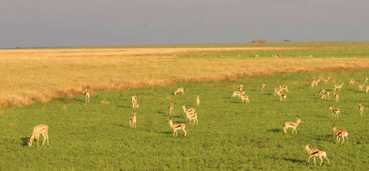 Gazelles graze on flowering plants and shrubs.