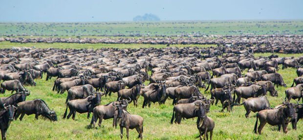 Wildebeest grazing in the Serengeti.