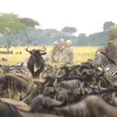 Zebras and wildebeest