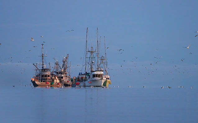Commercial herring fishing boats on the water
