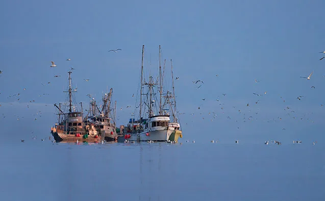 Commercial herring fishing boats on the water